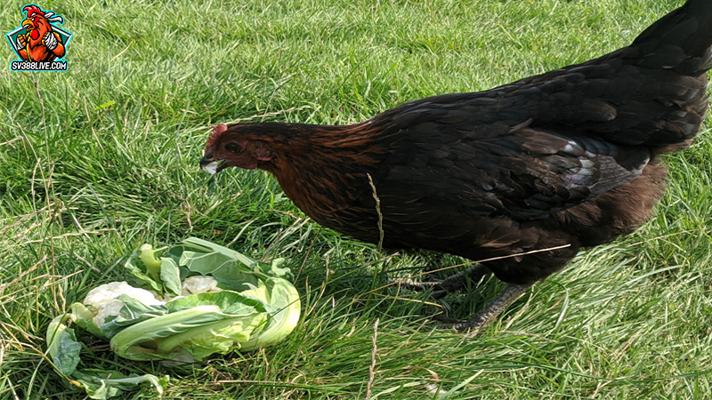 Tác hại khi cho gà ăn quá nhiều rau xanh